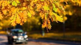 dub oak-leaves-1804657 1280